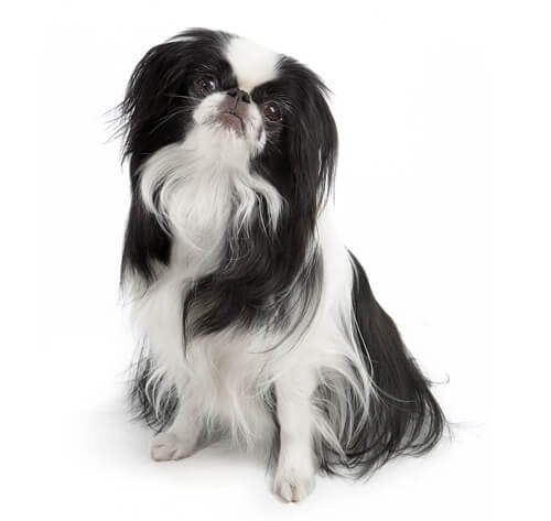 Japanese chin hot sale shedding